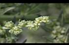 菾菜-花04.JPG