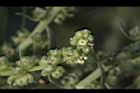 菾菜-花08.JPG