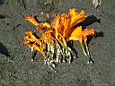 萬壽菊-實00.jpg