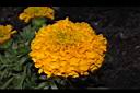萬壽菊-花09.JPG