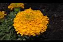 萬壽菊-花10.JPG
