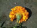 萬壽菊-花14.jpg