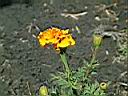 萬壽菊05.jpg