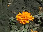 萬壽菊-花00.jpg
