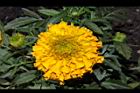 萬壽菊-花06.JPG