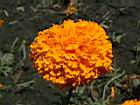 萬壽菊-花12.jpg