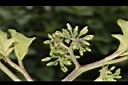 萬桃花-花苞00.JPG