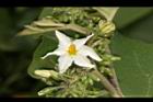 萬桃花-花03.JPG