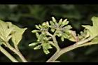 萬桃花-花苞01.JPG