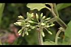 萬桃花-花苞02.JPG