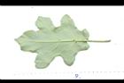 萬桃花-葉背06.JPG