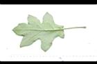 萬桃花-葉背09.JPG