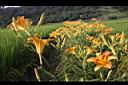 萱草-花07.JPG
