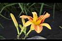 萱草-花18.JPG