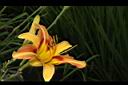 萱草-花30.JPG