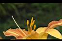 萱草-花蕊01.JPG