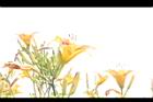 萱草-花03.JPG