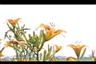 萱草-花05.JPG