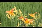 萱草-花10.JPG