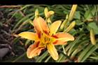 萱草-花39.JPG