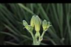 萱草-花苞01.JPG