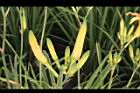 萱草-花苞10.JPG