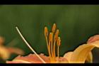 萱草-花蕊05.JPG