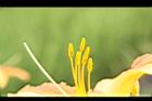 萱草-花蕊06.JPG