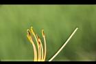 萱草-花蕊12.JPG
