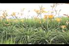 萱草06.JPG