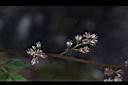 落新婦-雌花0.jpg