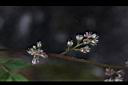 落新婦-雌花1.jpg