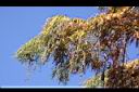 落羽杉-紅葉01.jpg