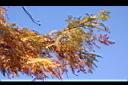 落羽杉-紅葉07.JPG
