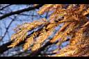 落羽杉-紅葉17.JPG