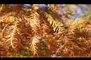 落羽杉-紅葉21.JPG