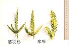 落羽杉-水杉-葉01.JPG
