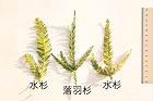 落羽杉-水杉-葉02.JPG