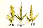 落羽杉-水杉-葉06.JPG