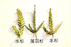 落羽杉-水杉-葉07.JPG
