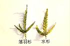 落羽杉-水杉-葉09.JPG