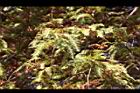 落羽杉-紅葉04.jpg