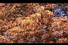落羽杉-紅葉06.jpg