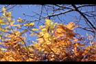 落羽杉-紅葉08.JPG