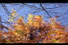 落羽杉-紅葉09.JPG