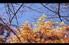 落羽杉-紅葉11.JPG