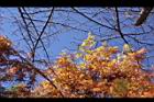 落羽杉-紅葉12.JPG
