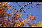 落羽杉-紅葉13.JPG