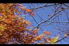 落羽杉-紅葉14.JPG