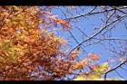 落羽杉-紅葉15.JPG